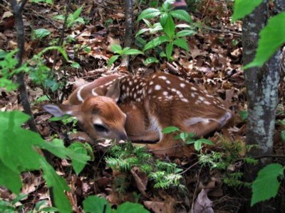 fawn.jpg