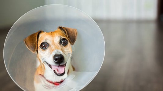 dog in cone.jpg