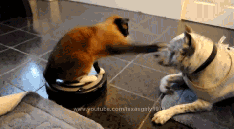 giphy (10).gif