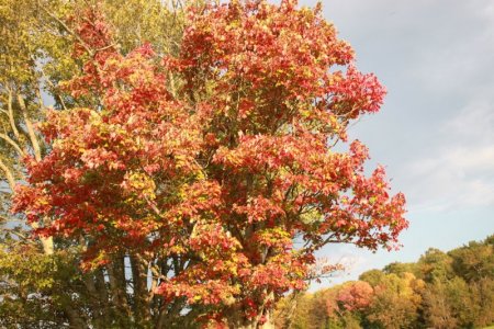 autumn.JPG