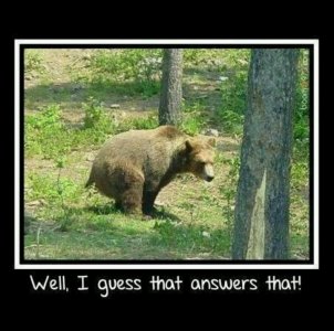 bear.jpg