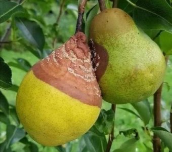 pear.jpg