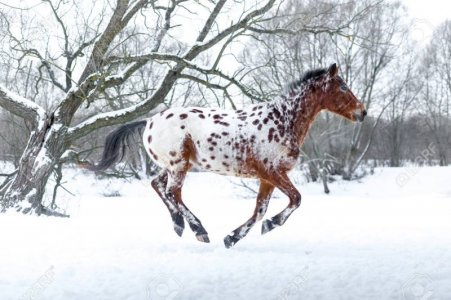 87965434-appaloosa-horse-running-gallop-in-winter-forest.jpg