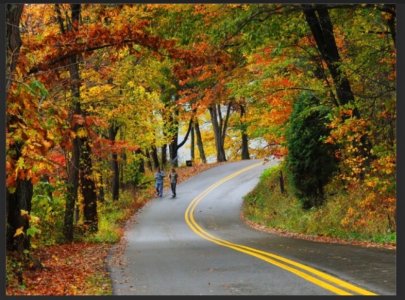 Autumn Trees on Trail.jpg