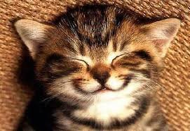 smilekitty.jpg