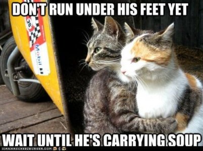 Silly-Animal-Memes.jpeg