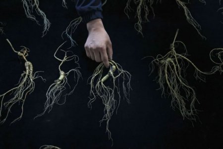 ginseng.jpg