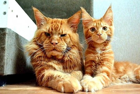 cattitude082521a.jpg