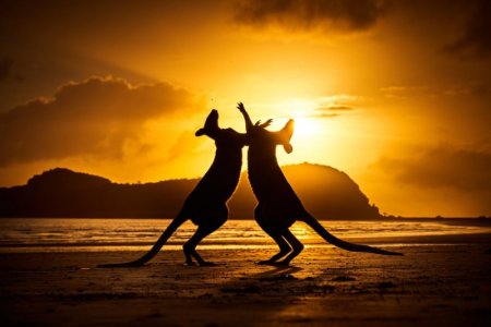 kangaroo.jpg