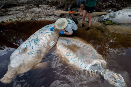 manatees.jpg