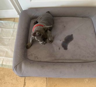 Frenchie.jpg