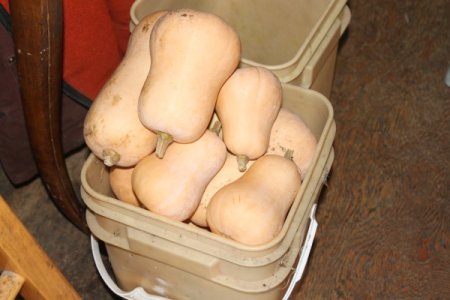 butternut_stored.jpg