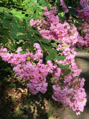 IMG_0892.jpeg