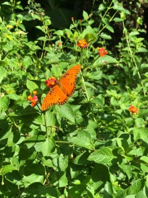 IMG_0899.jpeg
