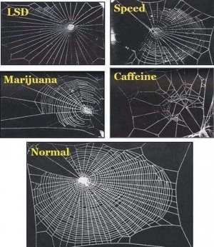 spiderwebs.jpg
