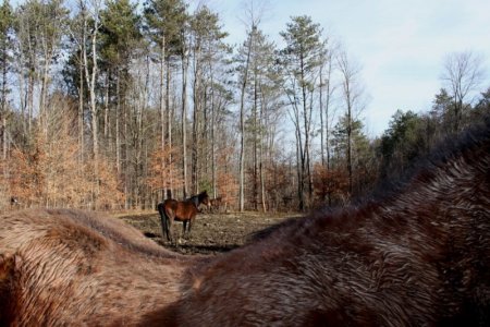 3_horses.jpg