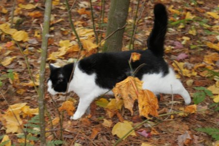 cat_fall.jpg