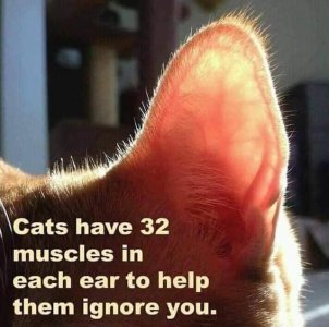 cattitude080621.jpg