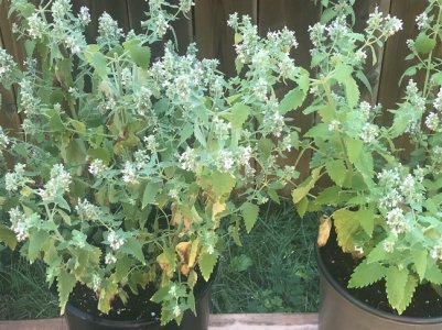 Catnip1.jpg Catnip1.jpg