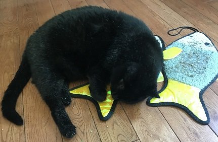 Catnip3.jpg Catnip3.jpg