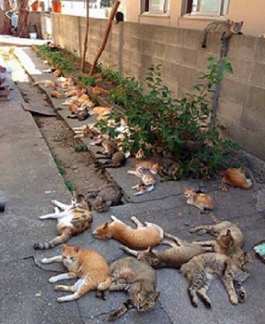 Catnip.jpg