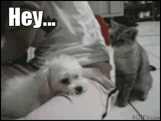 VoKn3.gif