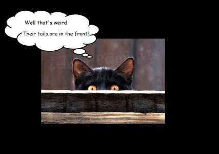 bug eyed cat.jpg