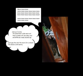 meow etc.jpg