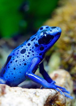 Blue-Dart-Frog.jpg