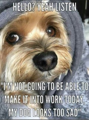 14 Funny Yorkie Memes That Will Make You Laugh!.jpeg