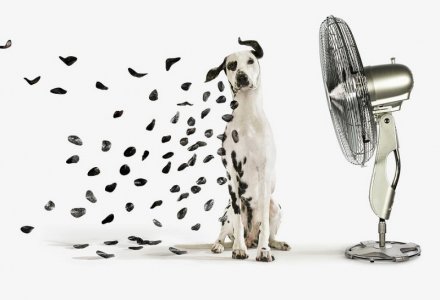 spots-flying-off-dalmation-dog-gandee-vasan.jpg