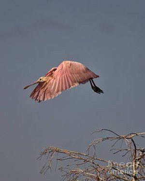 roseate-spoonbill-in-flight-john-harmon.jpg