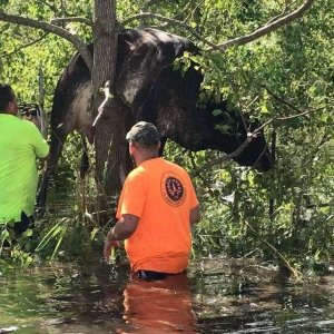 Cow In Tree.jpg