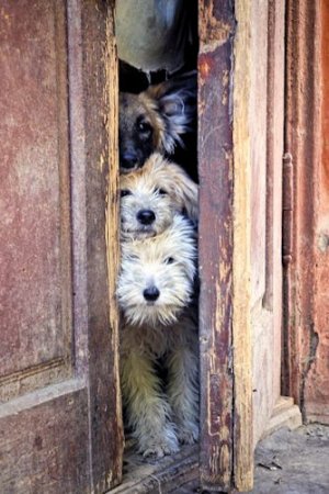 Peeking @.jpg