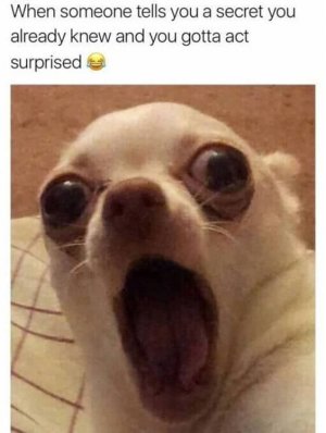 27-Funny-Animal-Memes-To-Make-You-Laugh-Till-You-Drop-12.jpg