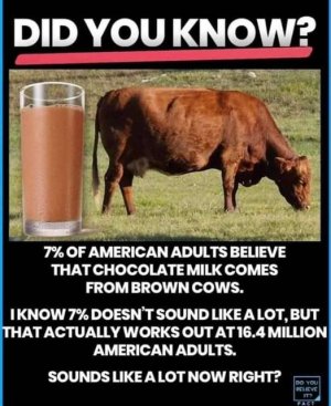 Brown cow.jpg