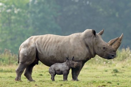 rhino.jpg