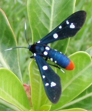 polkadot_waspmoth_heather[1].jpg