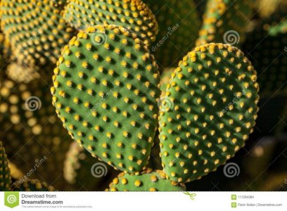 opuntia-microdasys-cactus-stem-polka-dot-like-pattern-created-yellow-glochids-clusters-opuntia...jpg