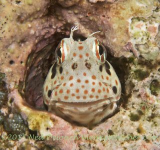 Redspotted-Blenny-Blenniella-chrysospilos.jpg