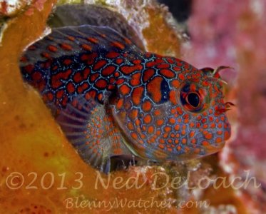 Tessellated-Blenny-Ned-DeLoach-BlennyWatcher.com_-1.jpg