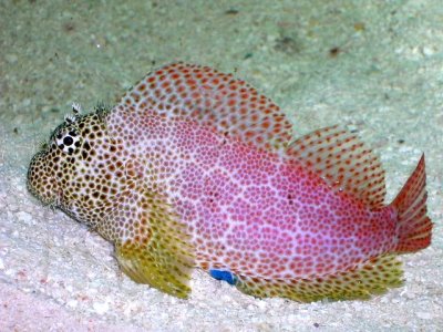 2968_dscn7722leopardblenny.jpg
