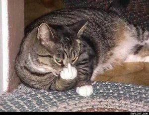 AngryCat.jpg