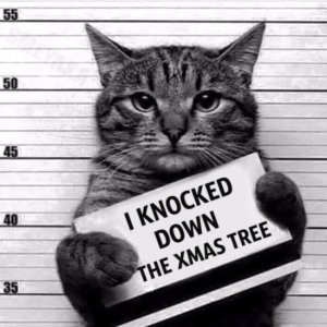 bad cat.jpg