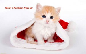 Merry-Christmas-kitten-1.jpg