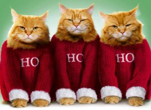 10-grumpy-cats-christmas-cards.jpg