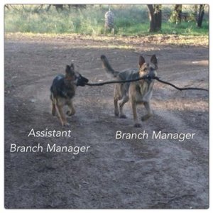 dog branch manager.jpg