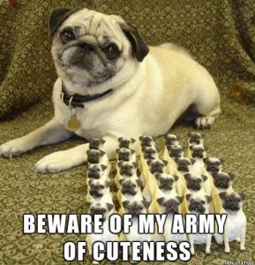 dog funnie army of cuteness.jpg