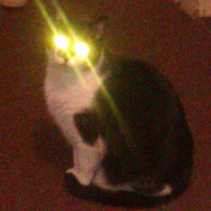 flashlight_cat.png