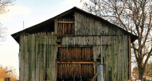 tobacco-barns-1175x620.jpg